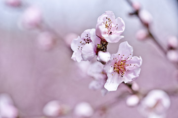 Image showing Spring blossoms, pink peach flowers.