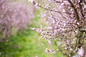 Image showing Spring peach garden, pink blossoms.