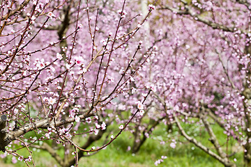 Image showing Spring peach garden, pink blossoms.