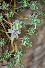 Image showing Hanging succulents closeup