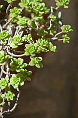 Image showing Hanging succulents closeup