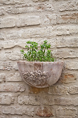 Image showing Flower pot with plant on antique brick wall.