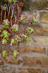 Image showing Hanging succulents closeup