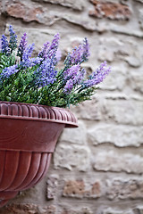 Image showing Flower pot with lavender plant on antique brick wall