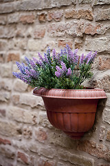 Image showing Flower pot with lavender plant on antique brick wall