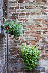 Image showing Flower pots with plants on antique brick wall.