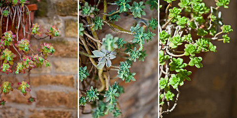 Image showing Hanging succulents collection