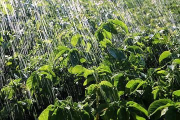 Image showing rain waters on farm field