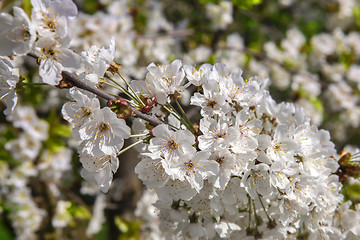 Image showing White florets of cherry