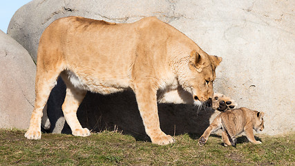 Image showing Lioness and cubs, exploring their surroundings