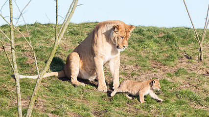 Image showing Lioness and cubs, exploring their surroundings