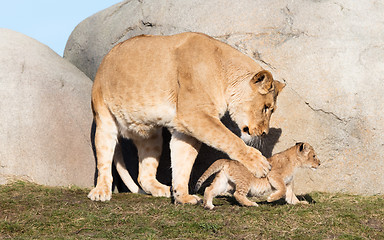 Image showing Lioness and cubs, exploring their surroundings