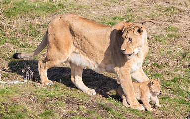 Image showing Lioness and cubs, exploring their surroundings