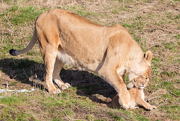 Image showing Lioness and cubs, exploring their surroundings