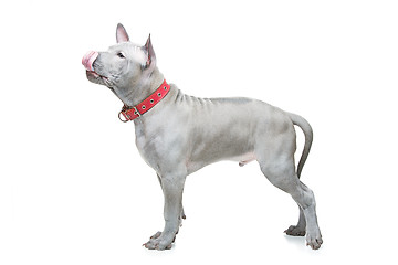 Image showing Thai ridgeback puppy