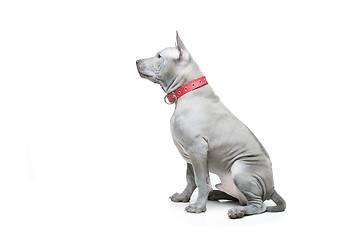 Image showing Thai ridgeback puppy