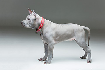 Image showing Thai ridgeback puppy