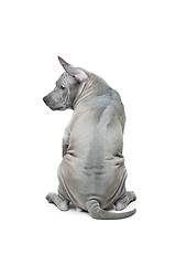 Image showing Thai ridgeback puppy