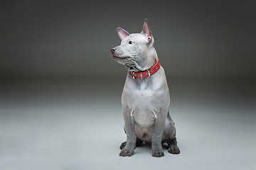 Image showing Thai ridgeback puppy