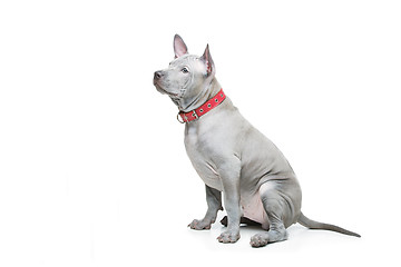 Image showing Thai ridgeback puppy