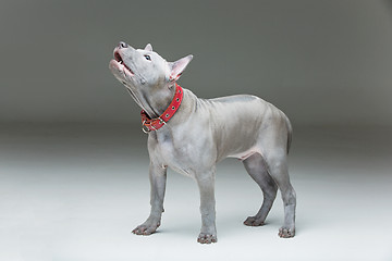 Image showing Thai ridgeback puppy