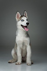 Image showing Cute husky puppy dog