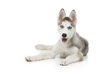 Image showing Cute husky puppy dog