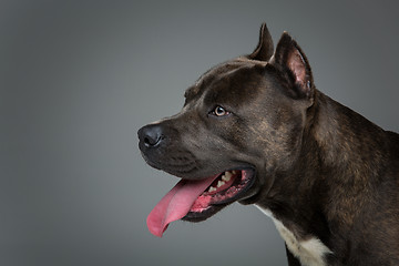 Image showing Beautiful amstaff dog