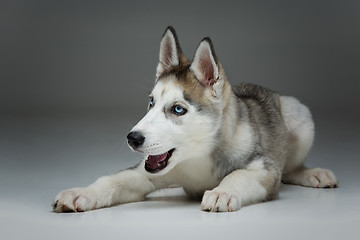 Image showing Cute husky puppy dog