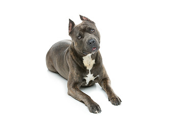 Image showing Beautiful amstaff dog