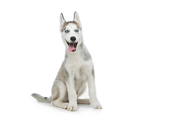 Image showing Cute husky puppy dog