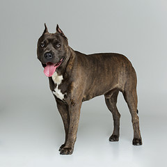 Image showing Beautiful amstaff dog