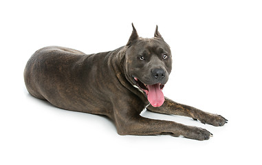 Image showing Beautiful amstaff dog