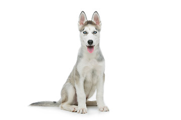 Image showing Cute husky puppy dog