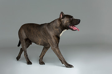 Image showing Beautiful amstaff dog