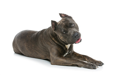 Image showing Beautiful amstaff dog