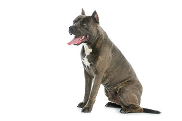 Image showing Beautiful amstaff dog