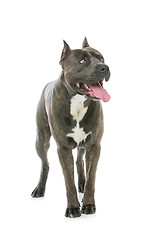 Image showing Beautiful amstaff dog