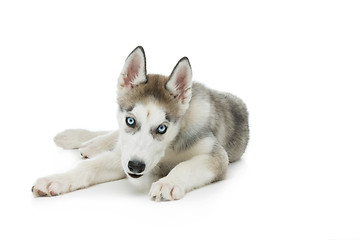 Image showing Cute husky puppy dog