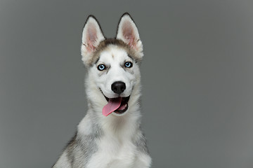 Image showing Cute husky puppy dog