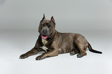 Image showing Beautiful amstaff dog