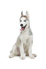 Image showing Cute husky puppy dog