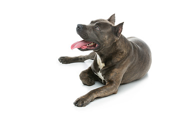 Image showing Beautiful amstaff dog