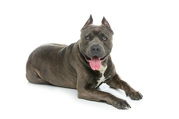 Image showing Beautiful amstaff dog