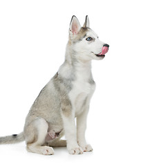 Image showing Cute husky puppy dog