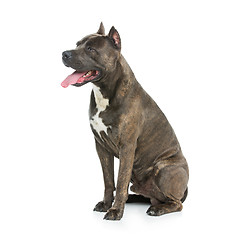 Image showing Beautiful amstaff dog