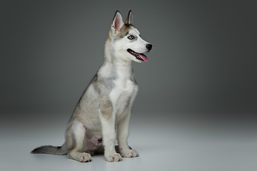 Image showing Cute husky puppy dog