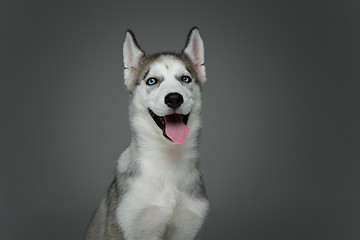 Image showing Cute husky puppy dog