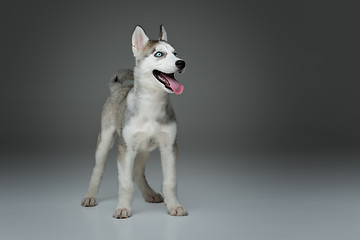 Image showing Cute husky puppy dog