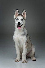 Image showing Cute husky puppy dog